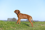 Rhodesian Ridgeback puppy