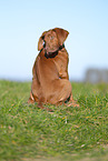 Rhodesian Ridgeback puppy