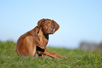 Rhodesian Ridgeback puppy