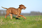 Rhodesian Ridgeback puppy