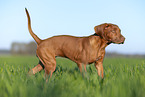 Rhodesian Ridgeback puppy