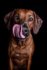 Rhodesian Ridgeback