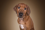 Rhodesian Ridgeback