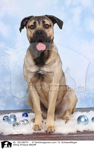 sitting Antique Mastiff / SS-38074
