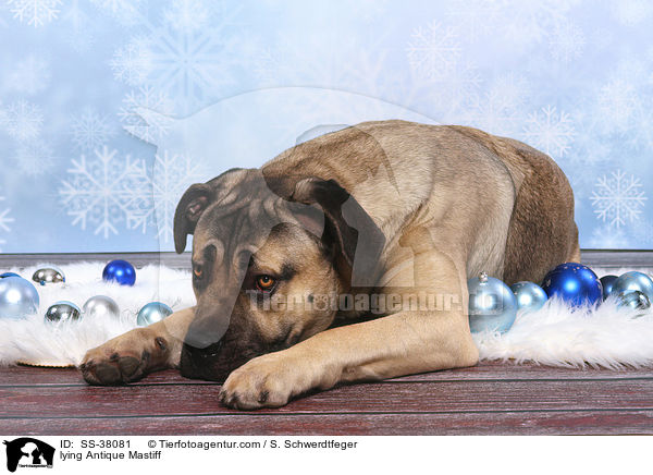 liegende Romaner Antikdogge / lying Antique Mastiff / SS-38081