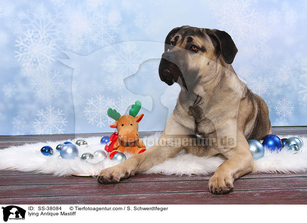 liegende Romaner Antikdogge / lying Antique Mastiff / SS-38084