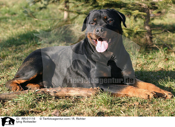 liegender / lying Rottweiler / RR-01116
