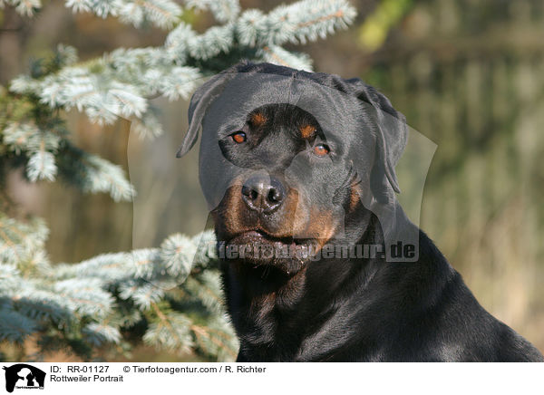 Rottweiler Portrait / Rottweiler Portrait / RR-01127