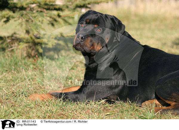 liegender / lying Rottweiler / RR-01143
