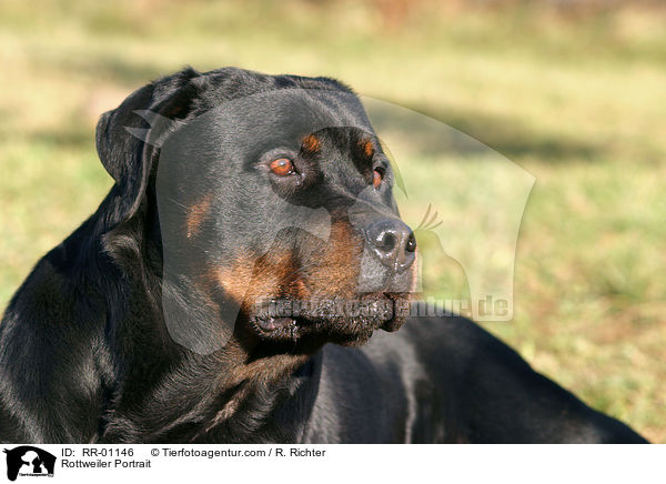 Rottweiler Portrait / Rottweiler Portrait / RR-01146