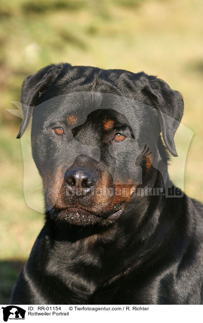 Rottweiler Portrait / Rottweiler Portrait / RR-01154