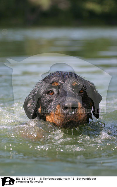 swimming Rottweiler / SS-01468