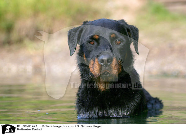 Rottweiler Portrait / SS-01471