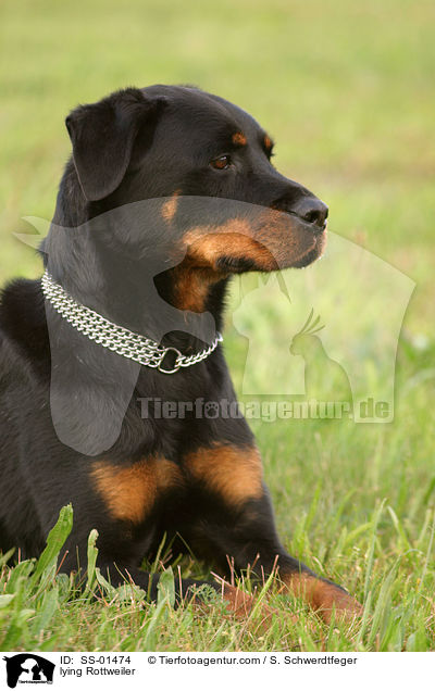 liegender Rottweiler / lying Rottweiler / SS-01474