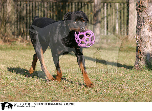 Rottweiler with toy / RR-01155