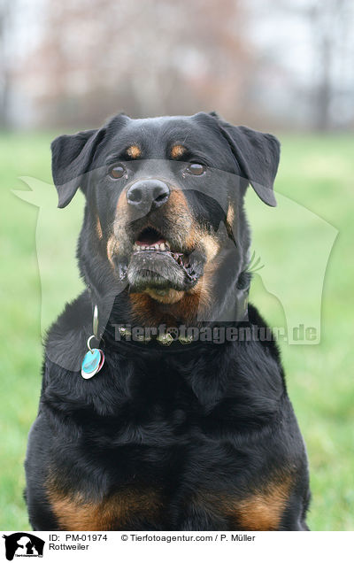 Rottweiler / PM-01974