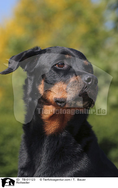 Rottweiler / TB-01123