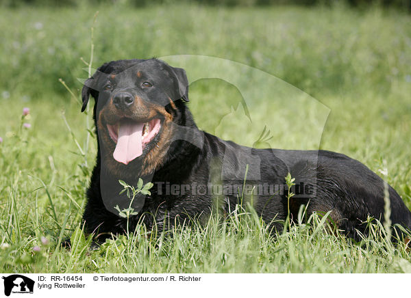 lying Rottweiler / RR-16454