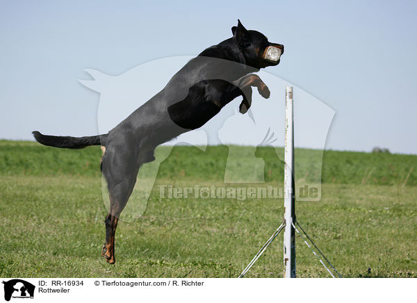 Rottweiler / Rottweiler / RR-16934