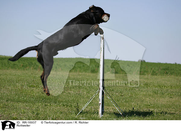 Rottweiler / Rottweiler / RR-16937