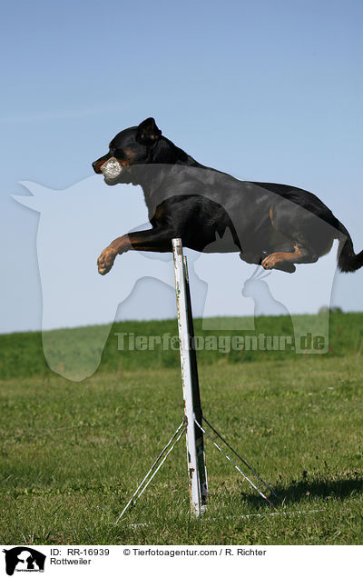 Rottweiler / Rottweiler / RR-16939