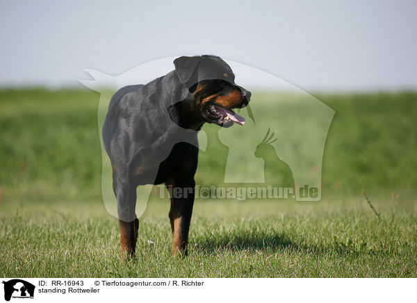 stehender Rottweiler / standing Rottweiler / RR-16943