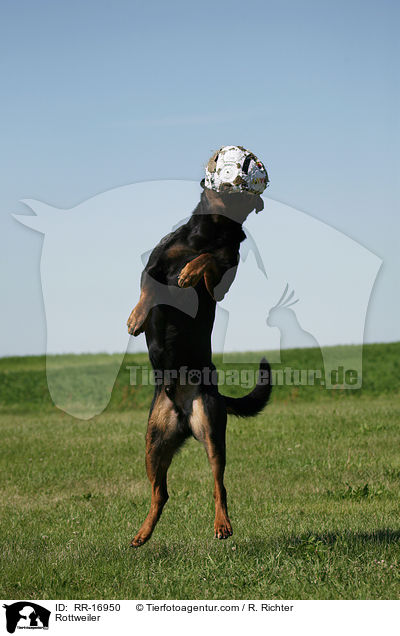 Rottweiler / Rottweiler / RR-16950
