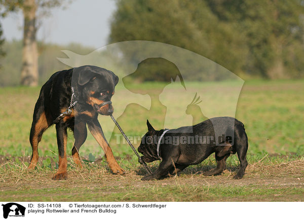 playing Rottweiler and French Bulldog / SS-14108