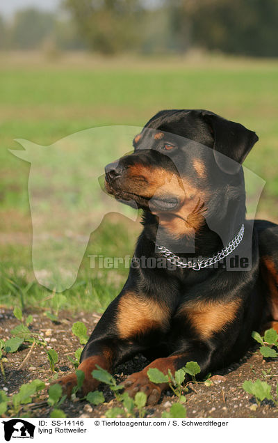lying Rottweiler / SS-14146