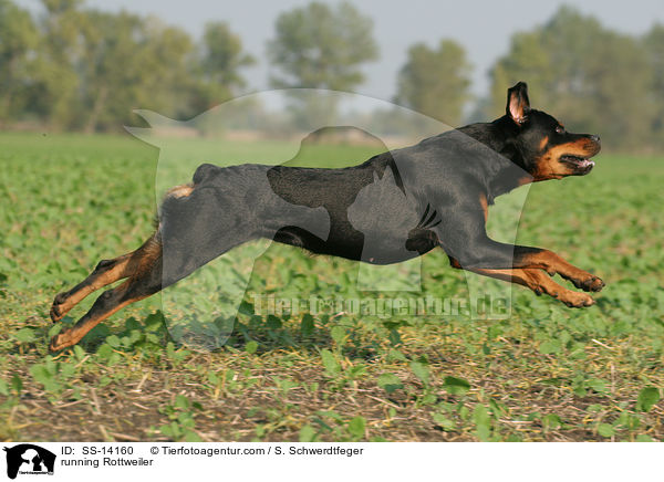 running Rottweiler / SS-14160