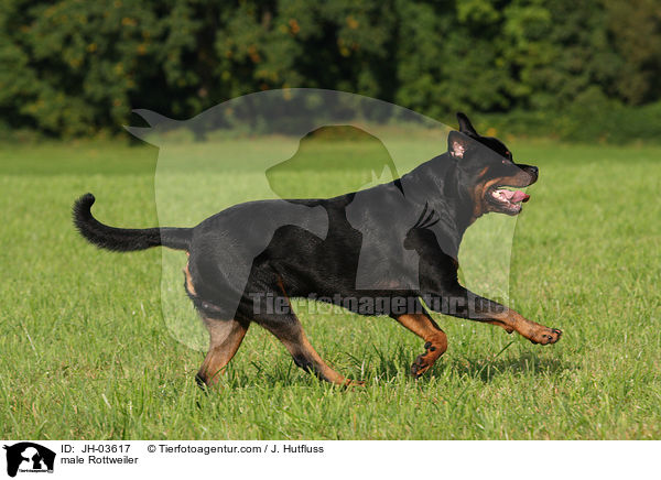 male Rottweiler / JH-03617