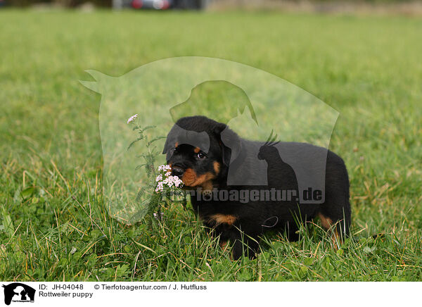 Rottweiler puppy / JH-04048