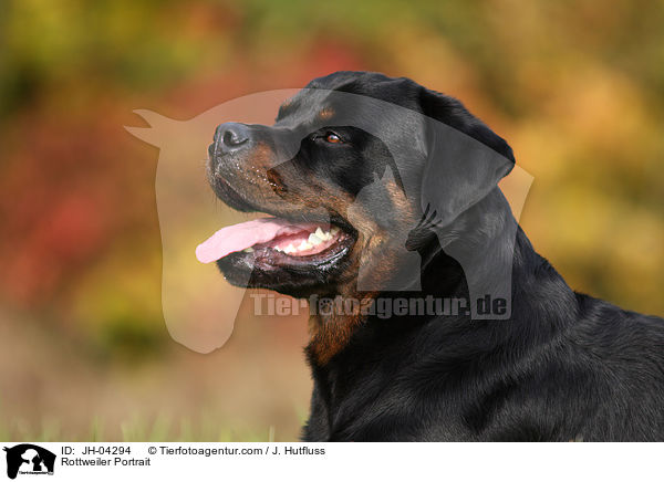 Rottweiler Portrait / JH-04294