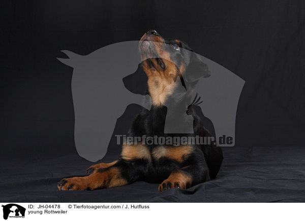 junger Rottweiler / young Rottweiler / JH-04478
