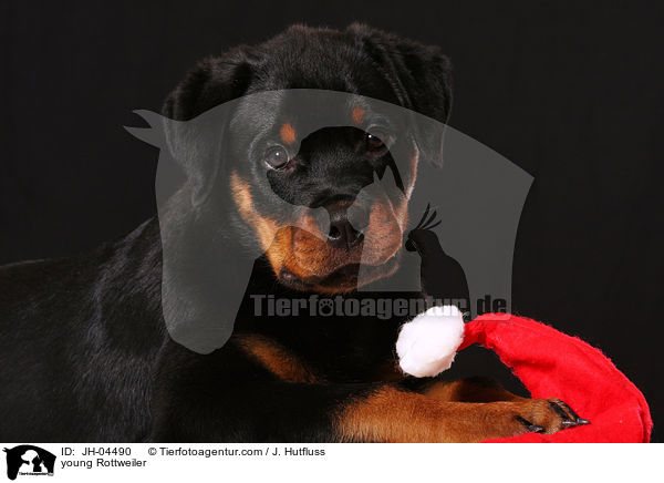 junger Rottweiler / young Rottweiler / JH-04490