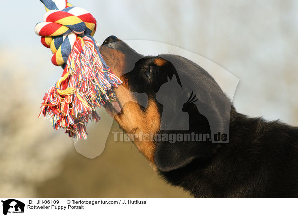 Rottweiler Welpe Portrait / Rottweiler Puppy Portrait / JH-06109