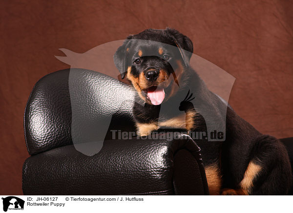 Rottweiler Puppy / JH-06127