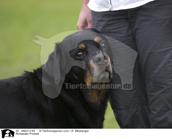Rottweiler Portrait / Rottweiler Portrait / AM-01145