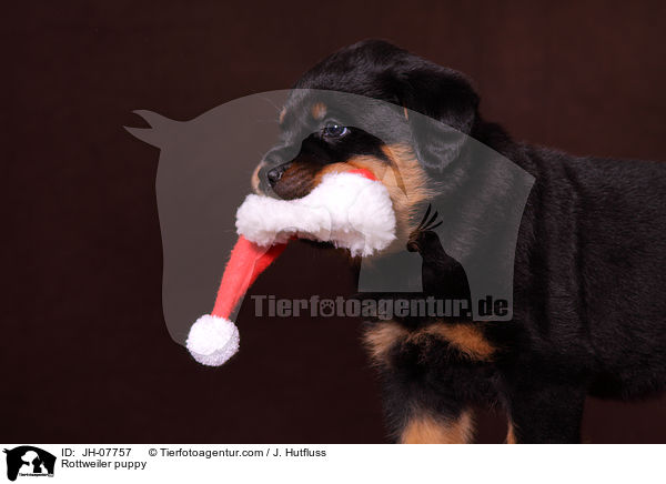 Rottweiler Welpe / Rottweiler puppy / JH-07757