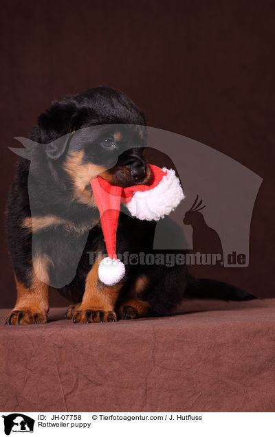 Rottweiler Welpe / Rottweiler puppy / JH-07758