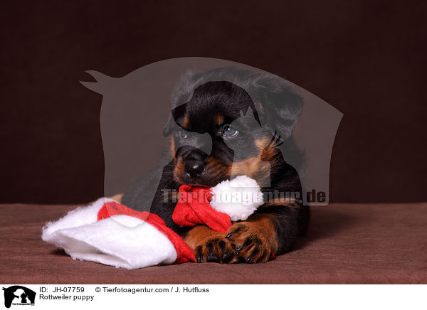 Rottweiler puppy / JH-07759