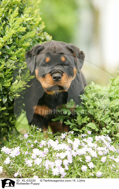 Rottweiler Puppy / KL-03220