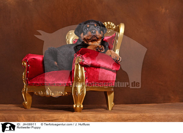 Rottweiler Welpe / Rottweiler Puppy / JH-08911