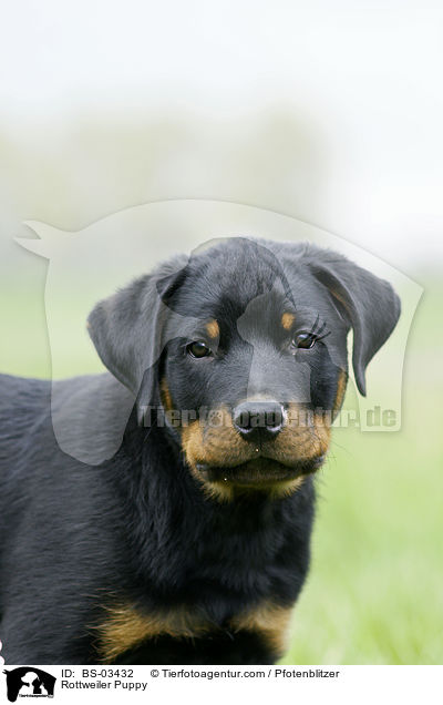 Rottweiler Puppy / BS-03432