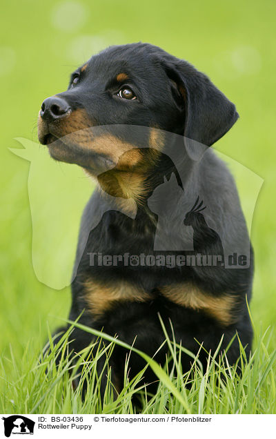 Rottweiler Puppy / BS-03436