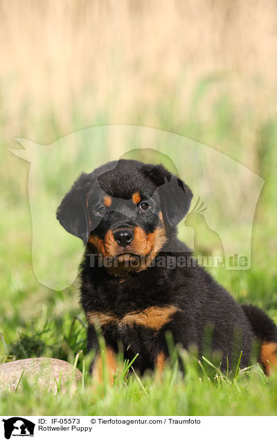Rottweiler Puppy / IF-05573
