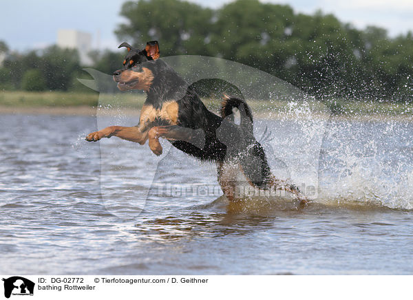 bathing Rottweiler / DG-02772