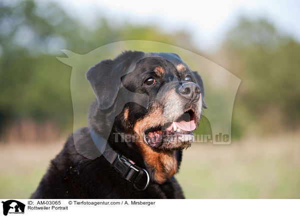 Rottweiler Portrait / AM-03065