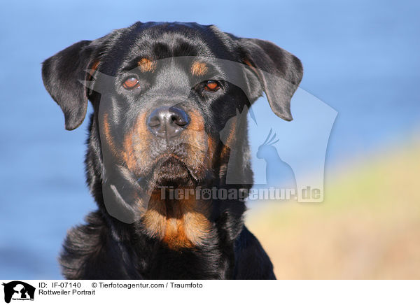 Rottweiler Portrait / IF-07140
