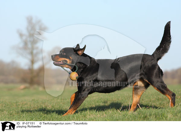 playing Rottweiler / IF-07151